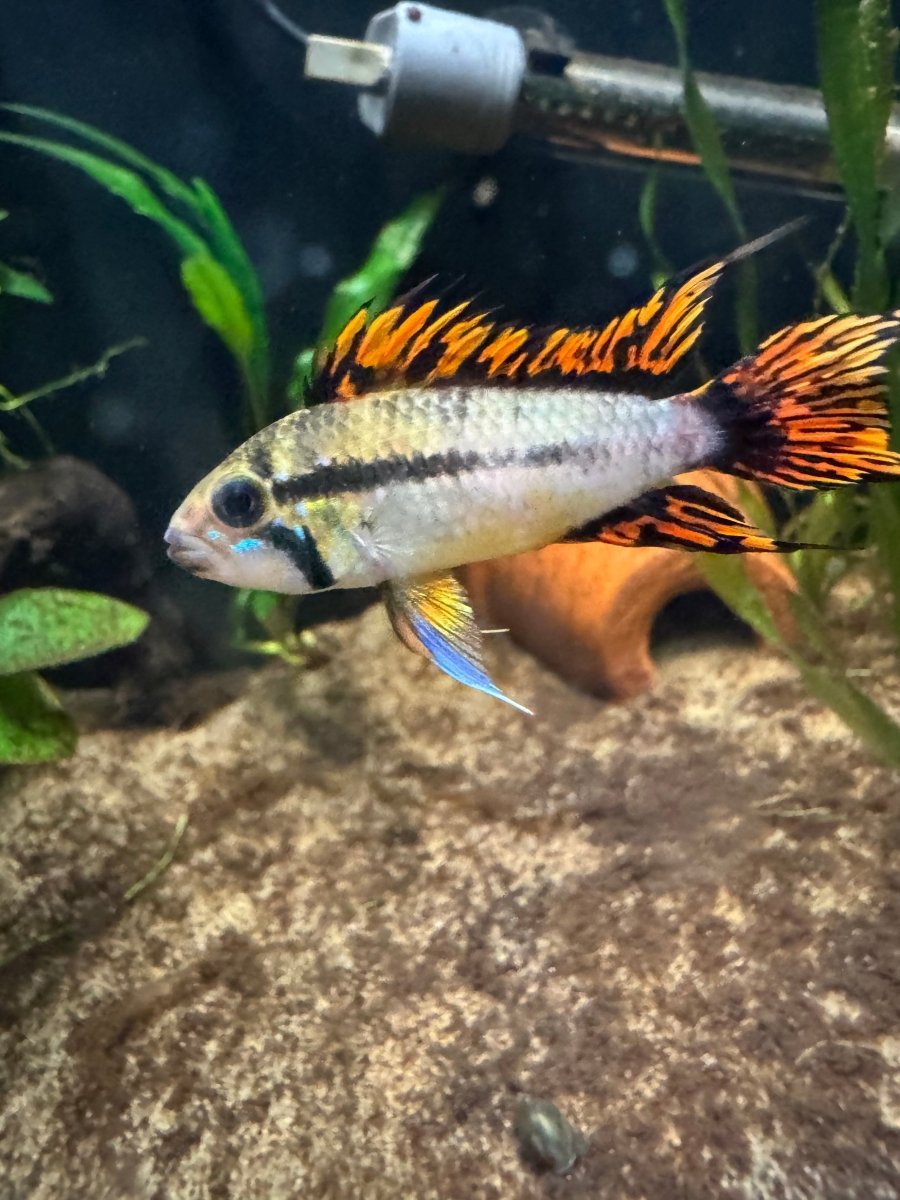 Cichlids for Sale - Legacy Line Aquatics LLC
