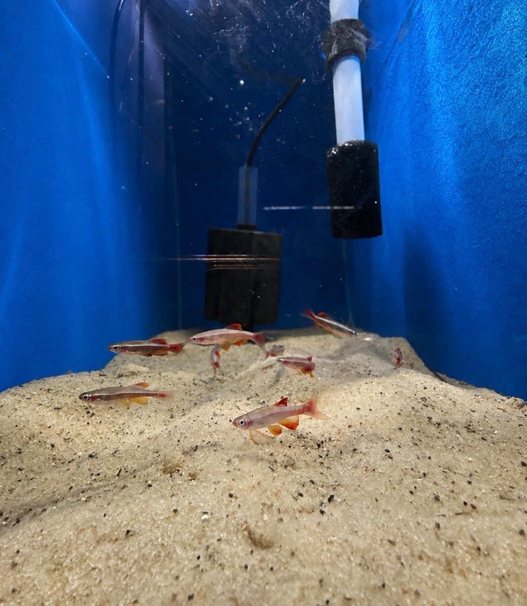 Freshwater Schooling Fish - Legacy Line Aquatics LLC