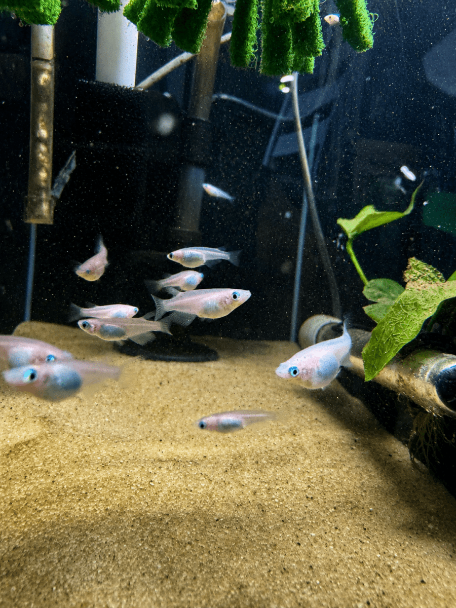 Japanese Ricefish for Sale - Legacy Line Aquatics LLC