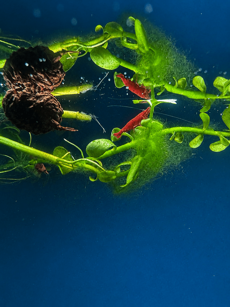 Neocaridina Shrimp for Sale - Legacy Line Aquatics LLC