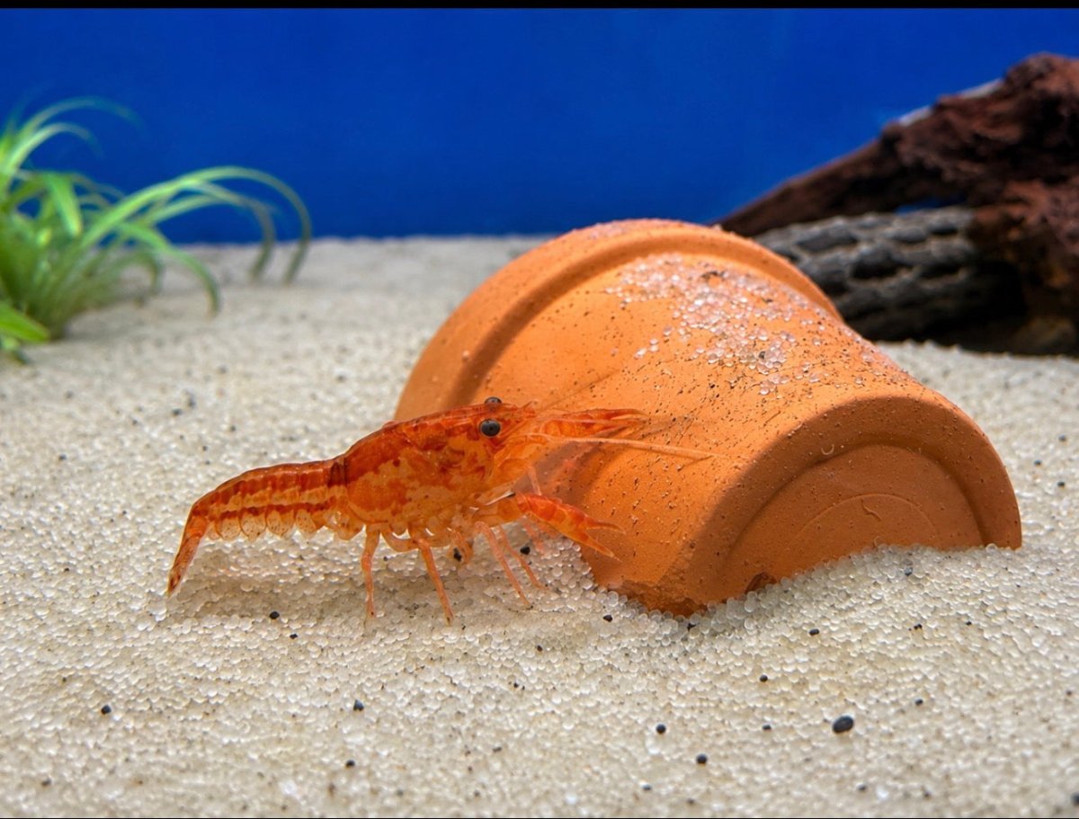 Freshwater Invertebrates - Legacy Line Aquatics LLC