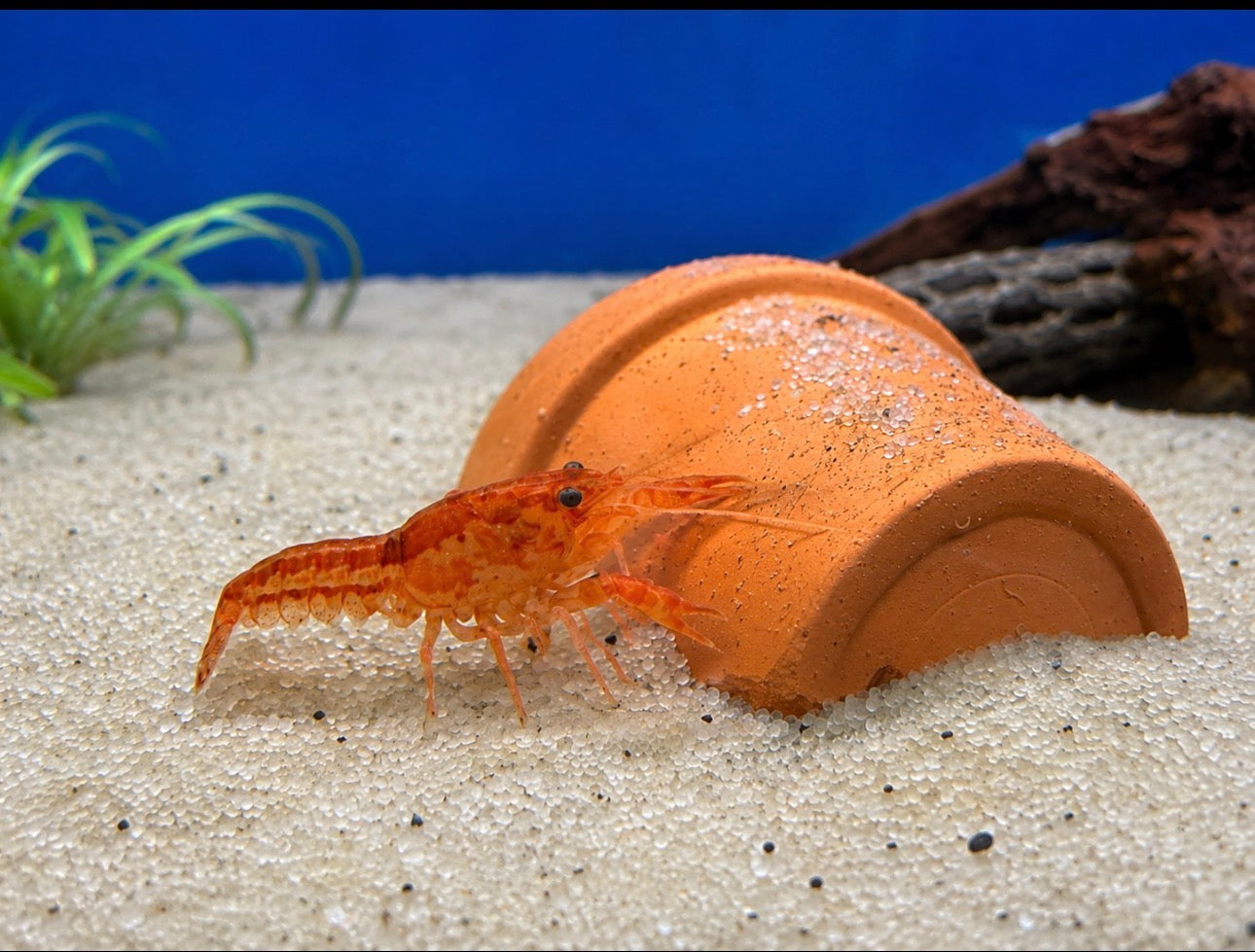 Snails - Legacy Line Aquatics LLC