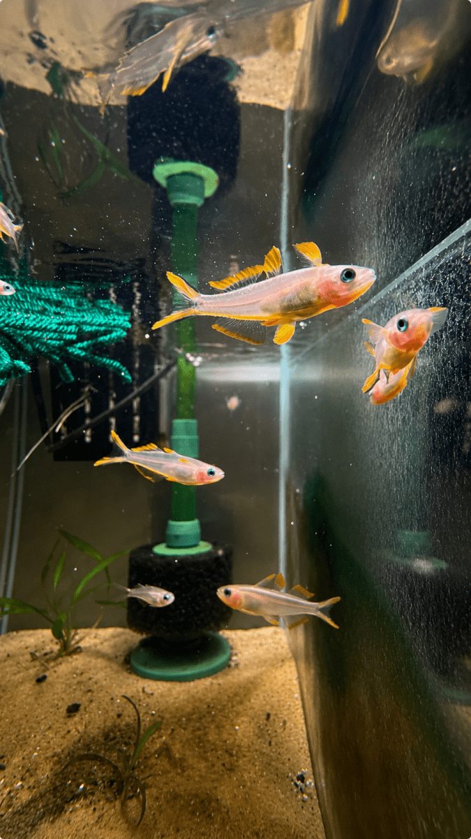 Forktail Rainbow Fish (Pseudomugil Furcatus) freshwater fish for sale - Legacy Line Aquatics LLC