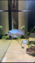 Electric Blue Acara (Andinoacara pulcher) freshwater fish for sale - Legacy Line Aquatics LLC