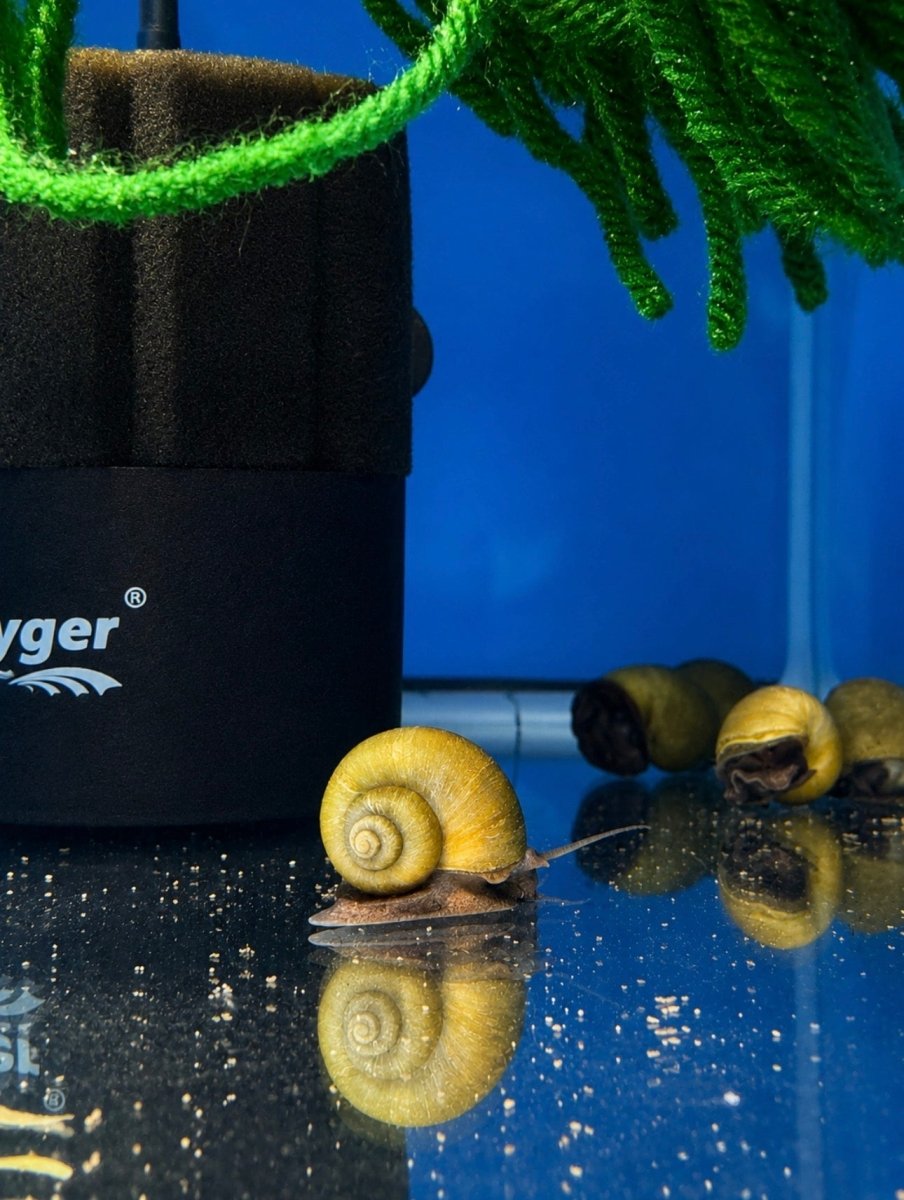 Jade Mystery Snails freshwater fish for sale - Legacy Line Aquatics LLC