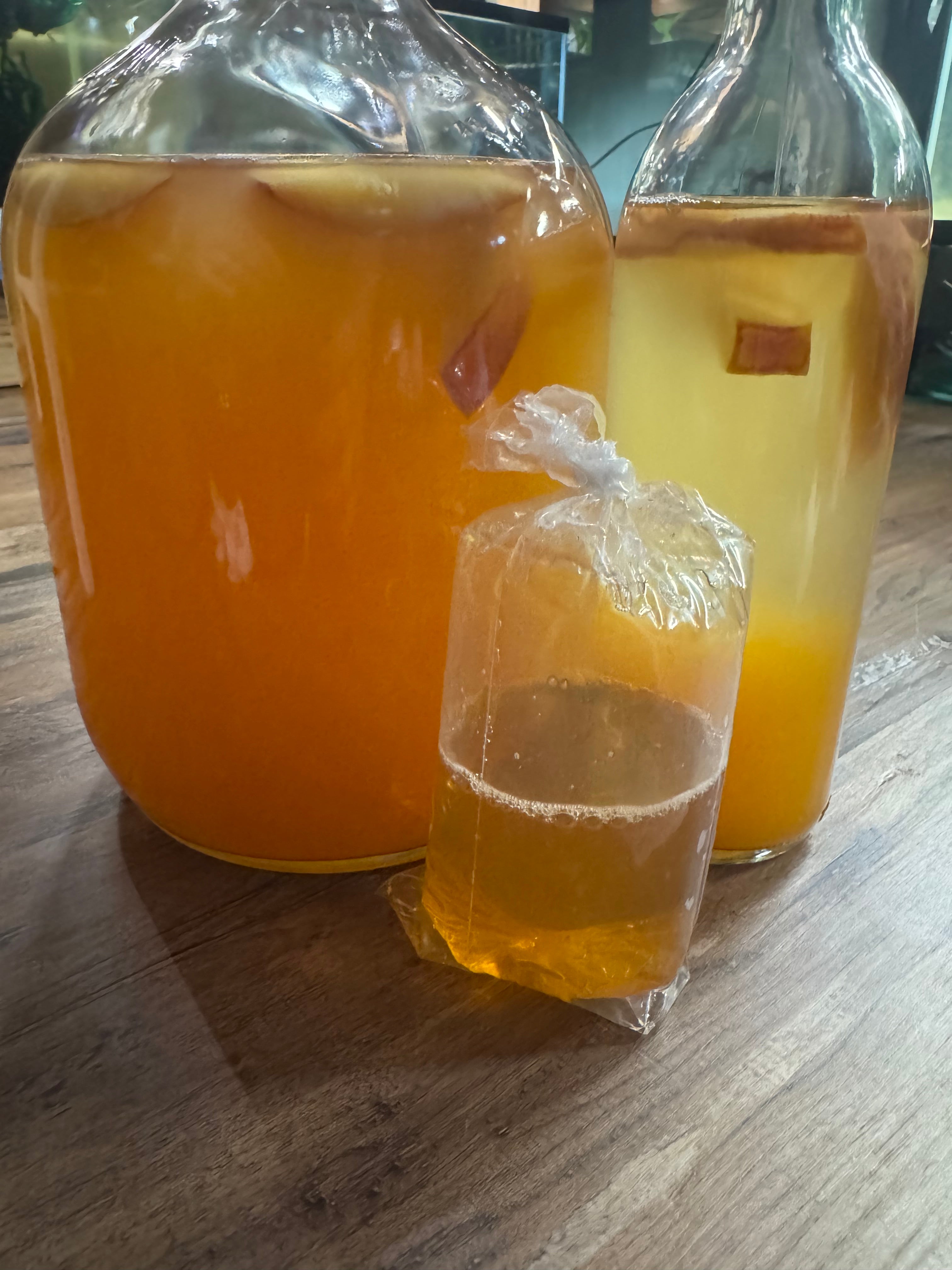 Live Vinegar Eel Culture- 6 oz culture