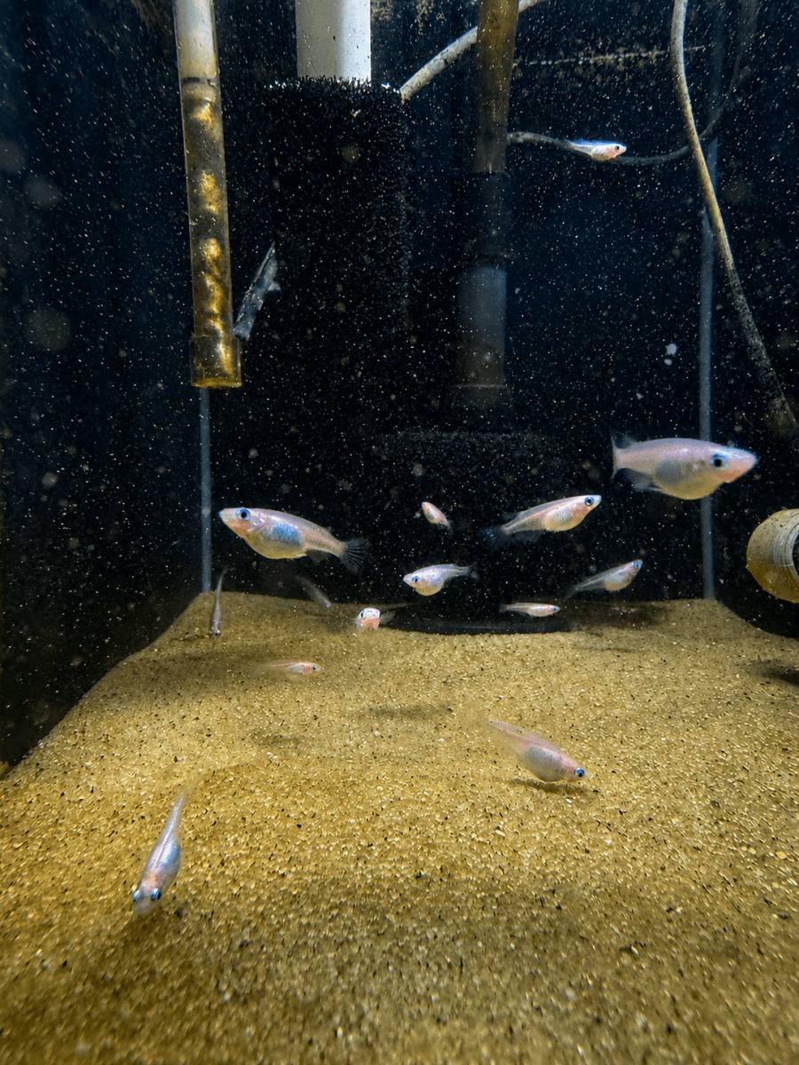 Pearl Galaxy Medaka Ricefish / Japanese Ricefish (Oryzias latipes) freshwater fish for sale - Legacy Line Aquatics LLC