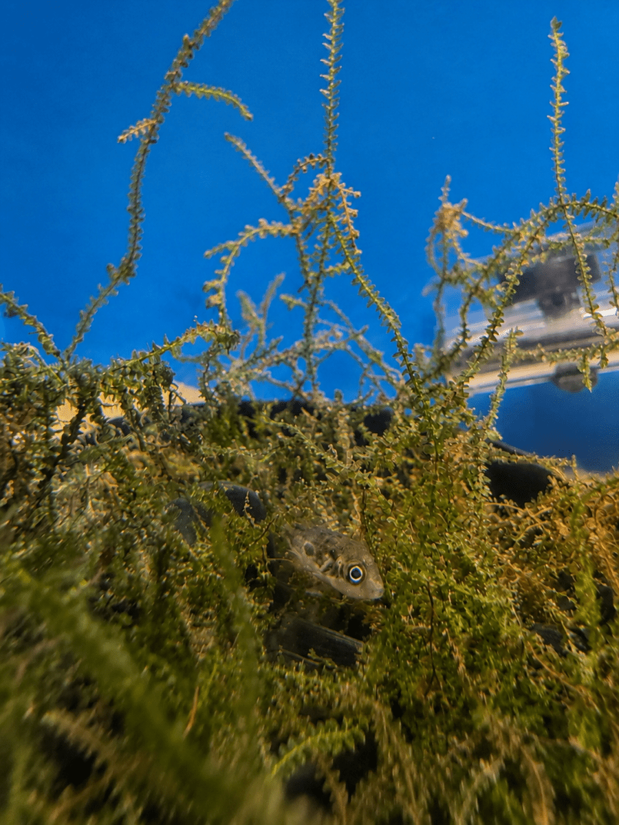 Pea Puffer (Carinotetraodon travancoricus) freshwater fish for sale - Legacy Line Aquatics LLC
