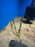 Corkscrew Vallisneria freshwater fish for sale - Legacy Line Aquatics LLC