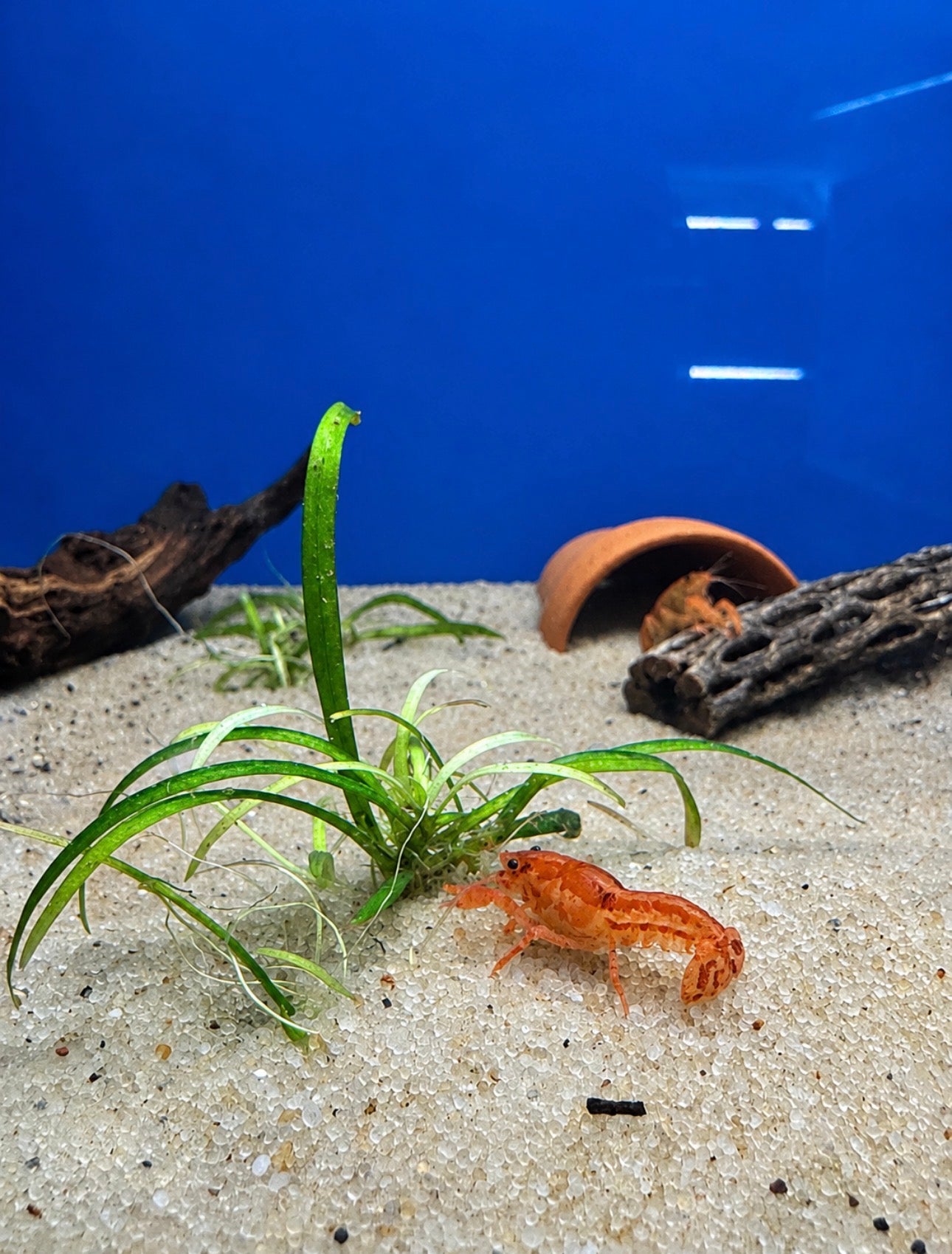 Mexican Dwarf Crayfish
