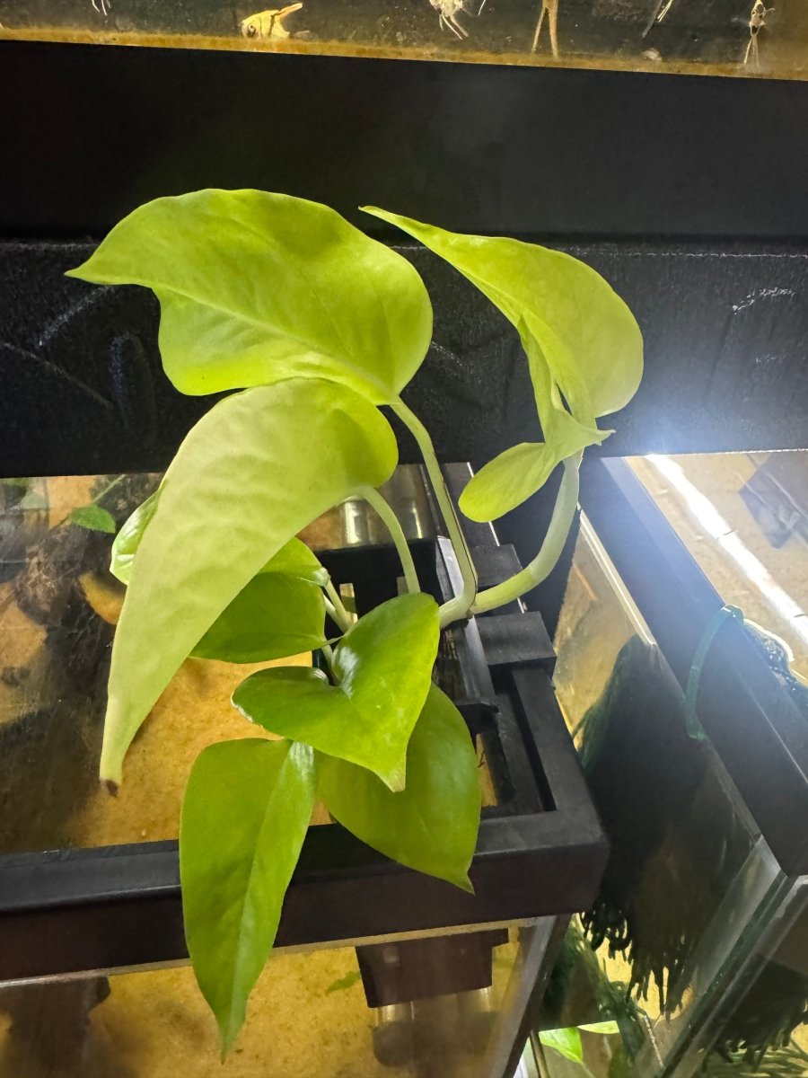 Aquarium Grown Pothos Water Rooted Cutting freshwater fish for sale - Legacy Line Aquatics LLC