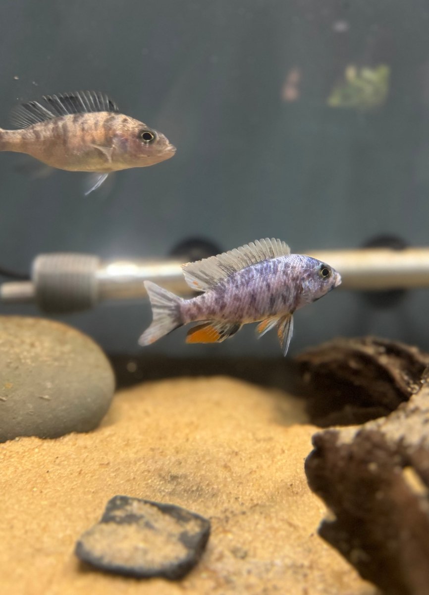 Blueberry OB Fryeri (Sciaenochromis fryeri) freshwater fish for sale - Legacy Line Aquatics LLC