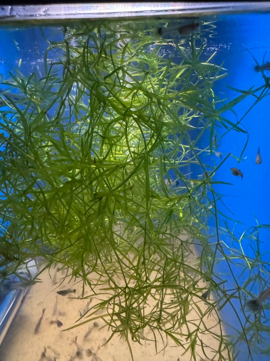 Guppy Grass freshwater fish for sale - Legacy Line Aquatics LLC
