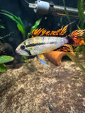 Male Apistogramma