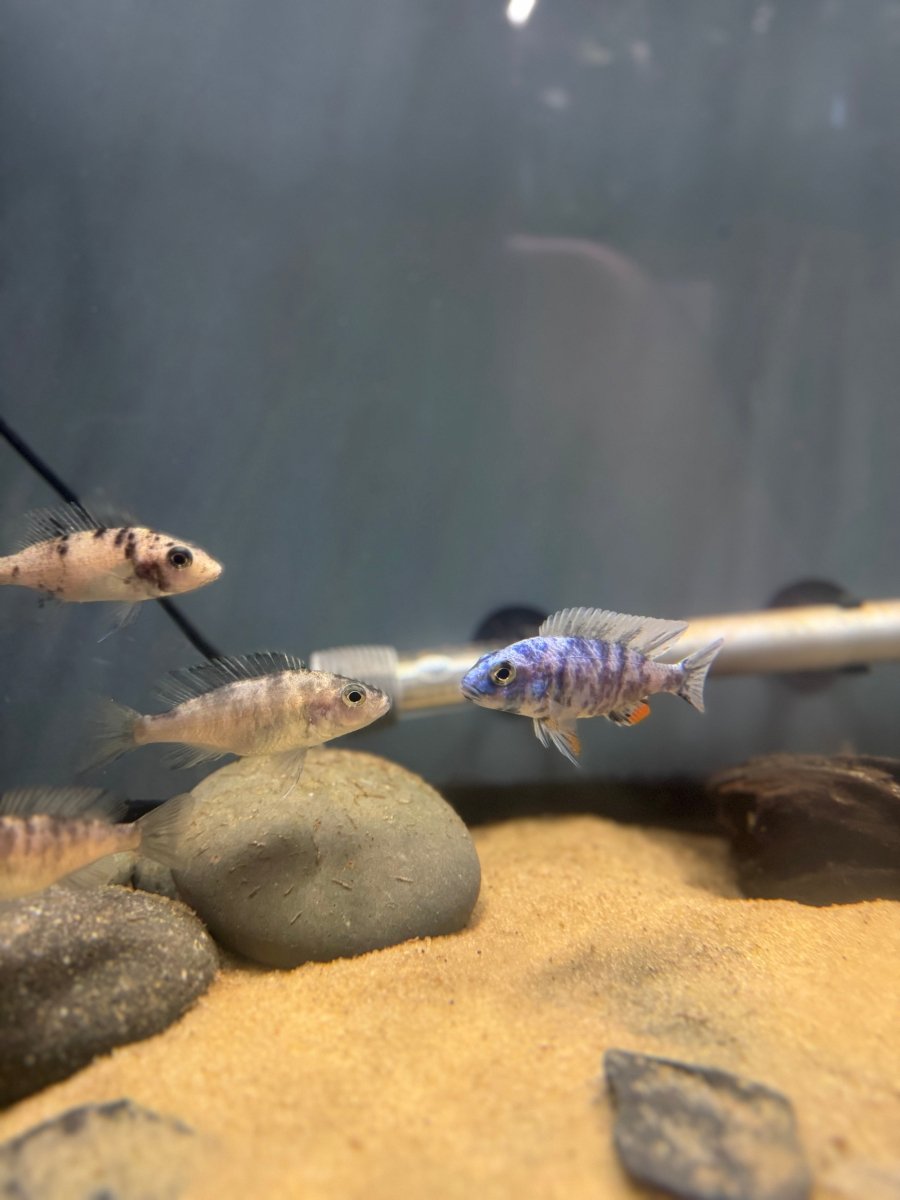 Blueberry OB Fryeri (Sciaenochromis fryeri) freshwater fish for sale - Legacy Line Aquatics LLC