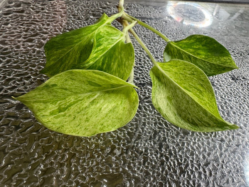 Aquarium Grown Pothos Water Rooted Cutting freshwater fish for sale - Legacy Line Aquatics LLC