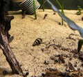 Assassin Snail (Anentome helena) freshwater fish for sale - Legacy Line Aquatics LLC