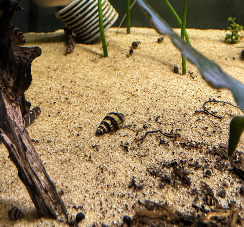 Assassin Snail (Anentome helena) freshwater fish for sale - Legacy Line Aquatics LLC