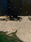 Sterbai Cory (Corydoras sterbai) freshwater fish for sale - Legacy Line Aquatics LLC
