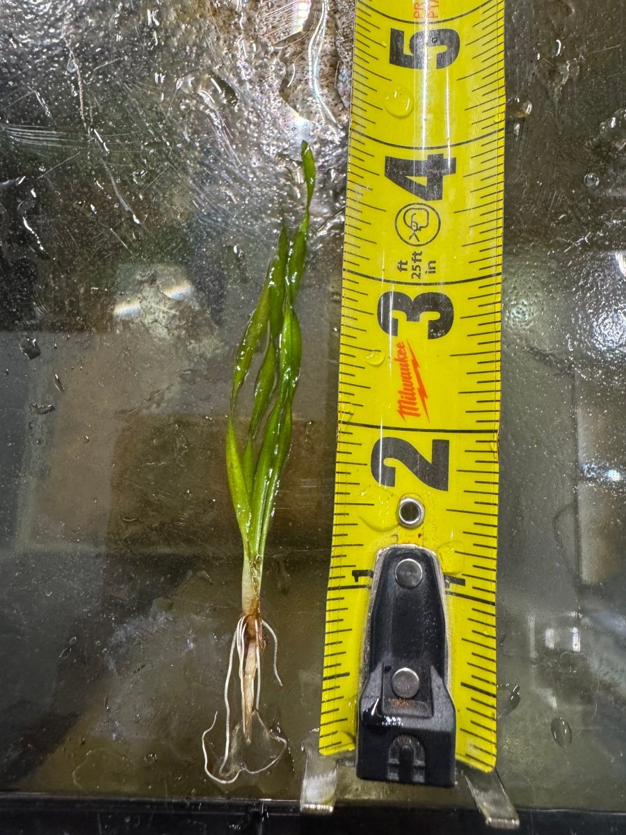 Corkscrew Vallisneria freshwater fish for sale - Legacy Line Aquatics LLC