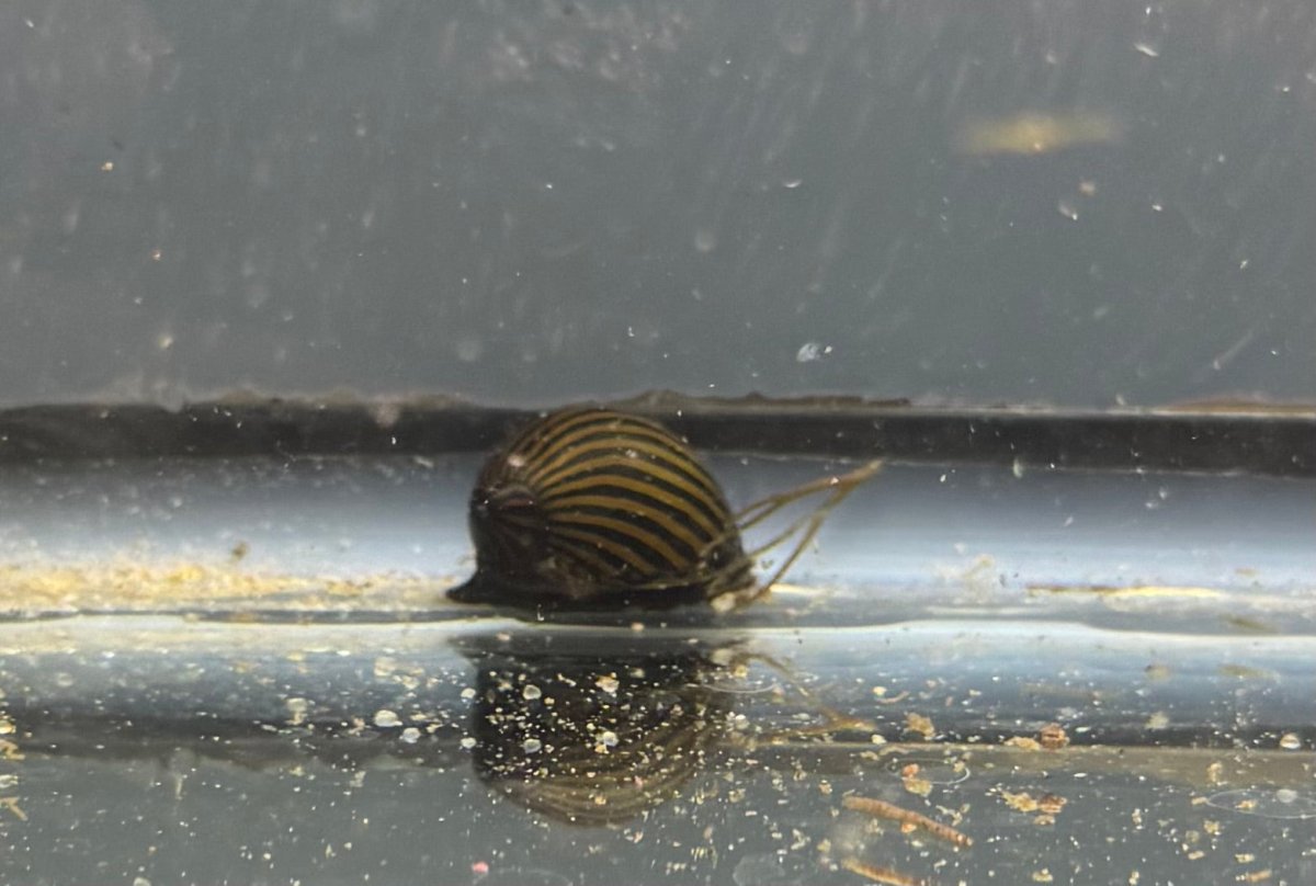 Zebra Nerite Snails freshwater fish for sale - Legacy Line Aquatics LLC