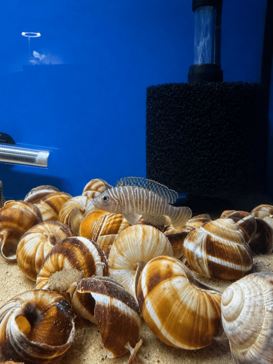 Neolamprologus Similis (Neolamprologus similis) freshwater fish for sale - Legacy Line Aquatics LLC