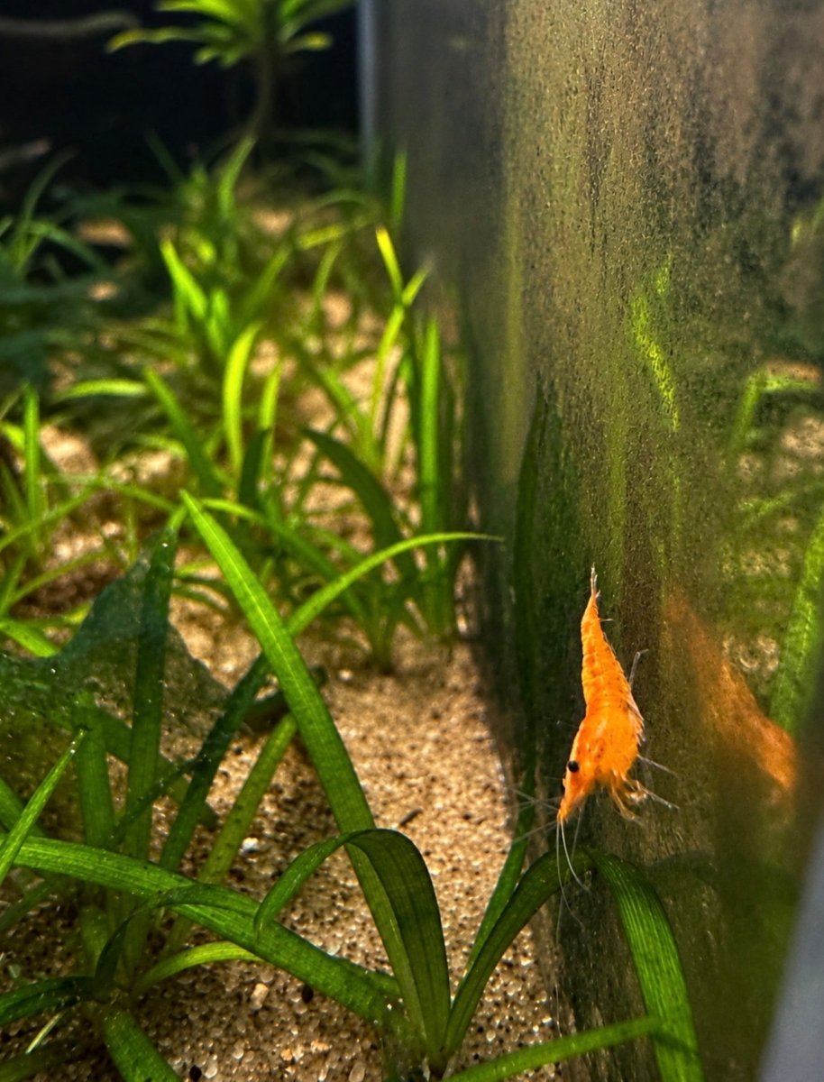 Neocaridina Orange Shrimp freshwater fish for sale - Legacy Line Aquatics LLC