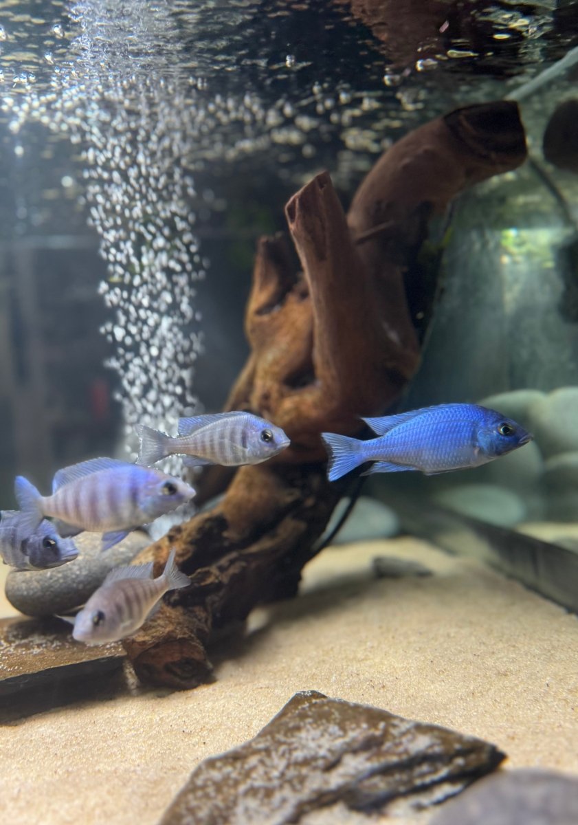 Star Sapphire (Placidochromis sp. “phenochilus Tanzania”) freshwater fish for sale - Legacy Line Aquatics LLC