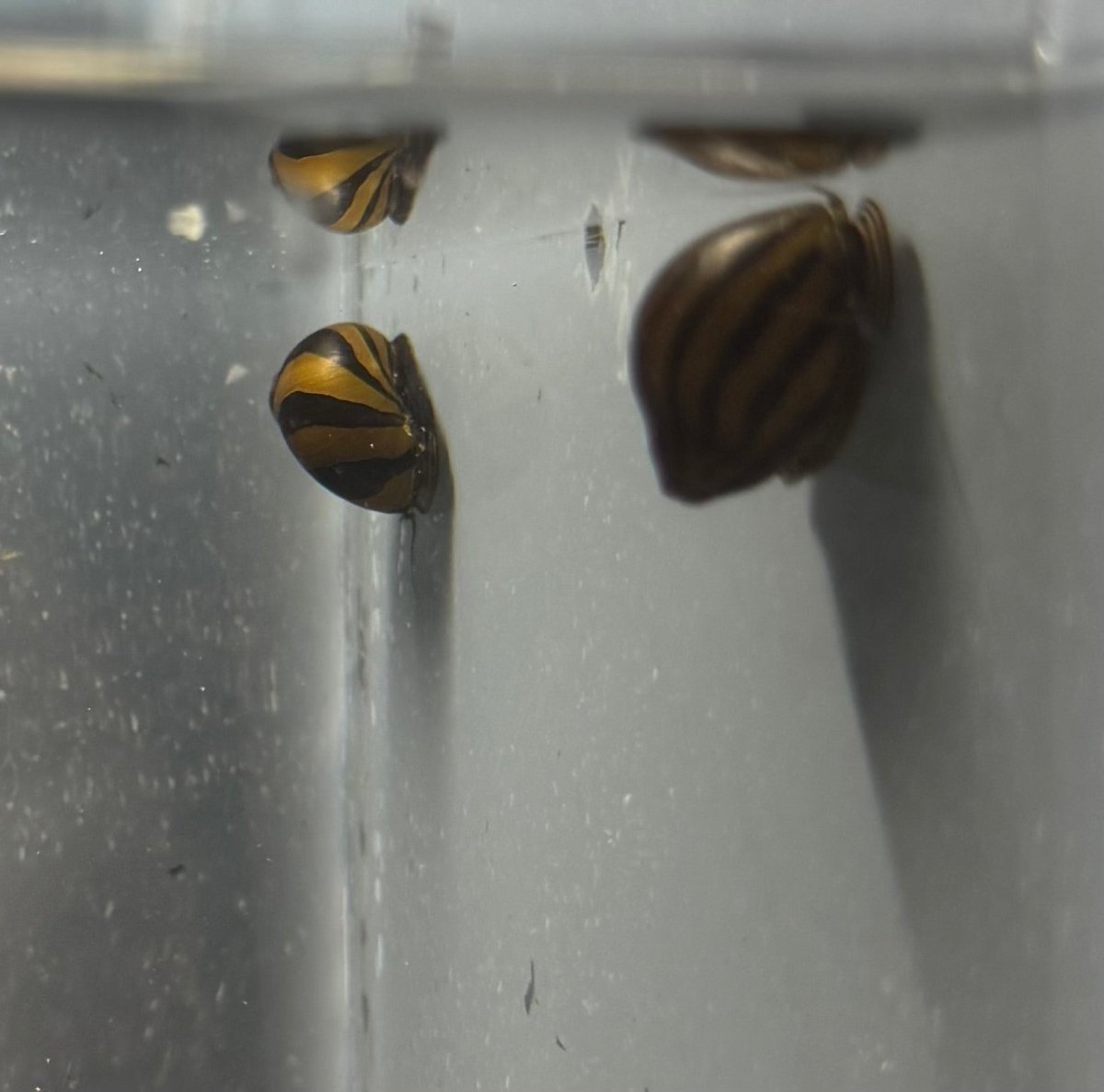 Zebra Nerite Snails freshwater fish for sale - Legacy Line Aquatics LLC