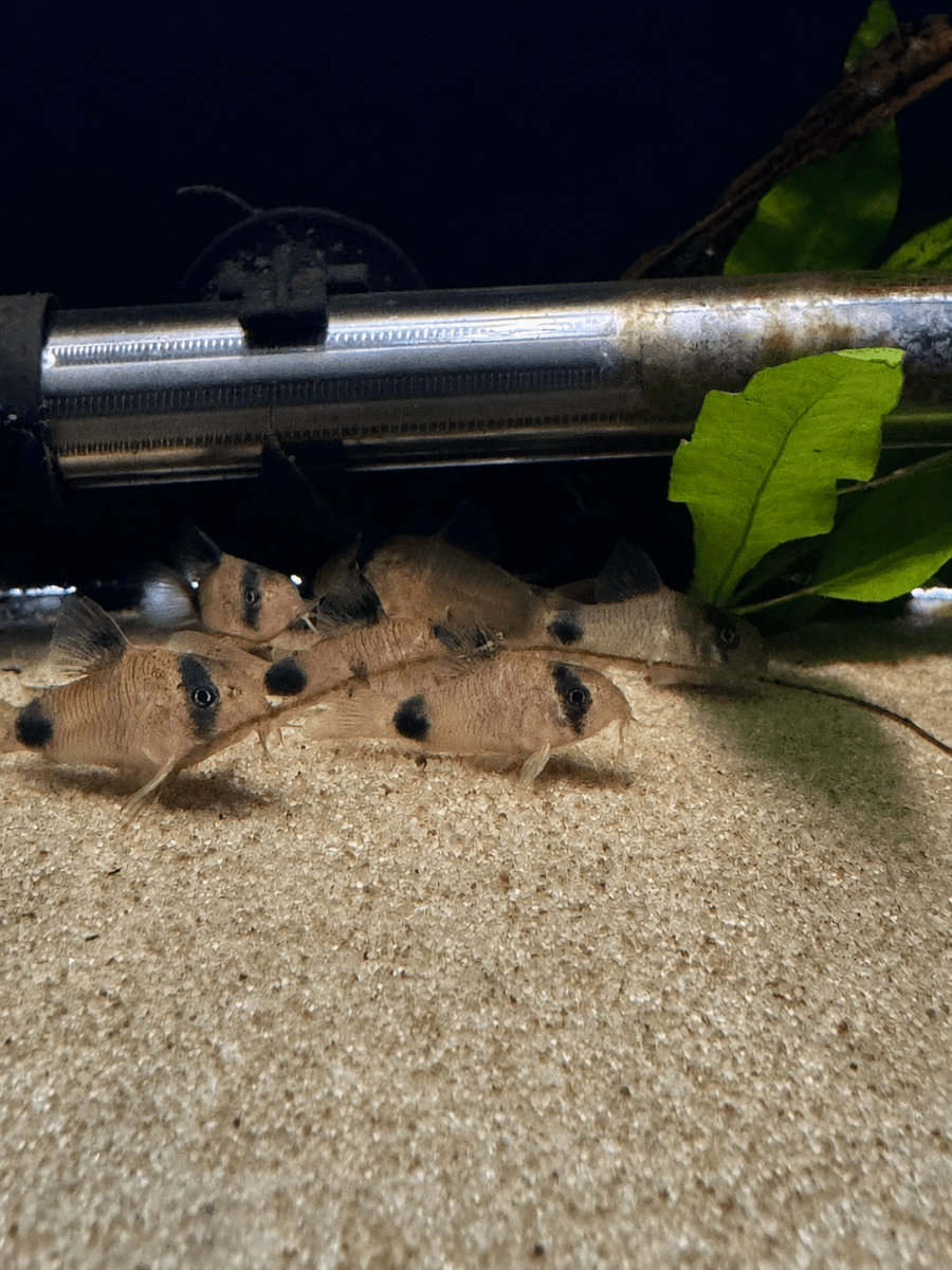 Panda Corydora (Hoplisoma Panda) freshwater fish for sale - Legacy Line Aquatics LLC