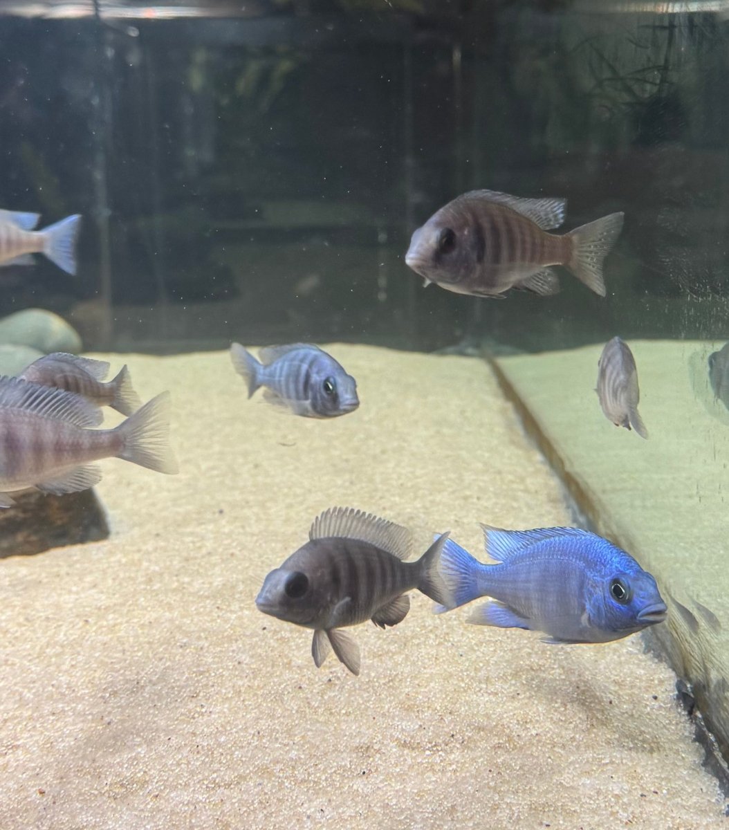 Star Sapphire (Placidochromis sp. “phenochilus Tanzania”) freshwater fish for sale - Legacy Line Aquatics LLC