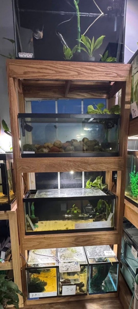Custom Aquarium Stands — Built to Order freshwater fish for sale - Legacy Line Aquatics LLC