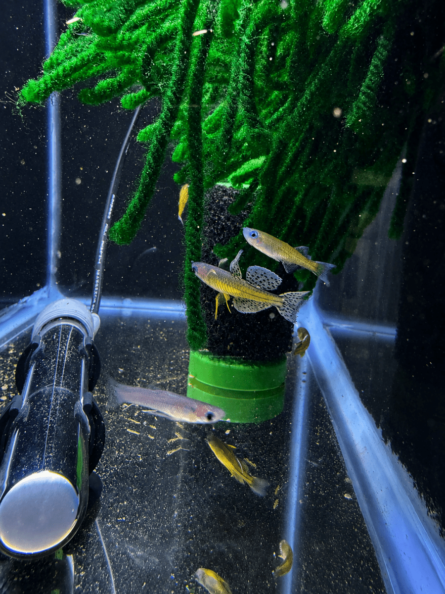 Blue Eye Gertrudae Rainbow (Pseudomugil gertrudae) freshwater fish for sale - Legacy Line Aquatics LLC