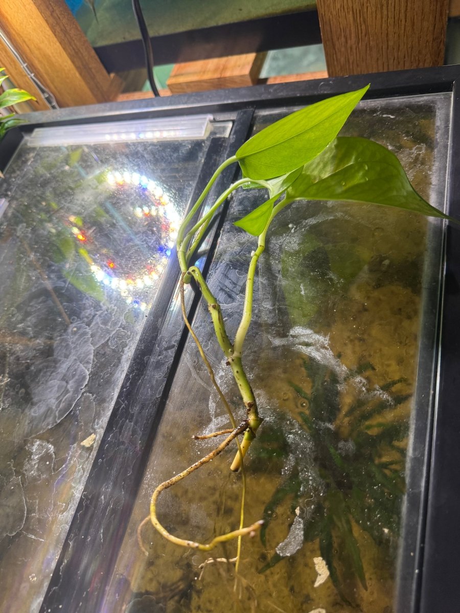 Aquarium Grown Pothos Water Rooted Cutting freshwater fish for sale - Legacy Line Aquatics LLC
