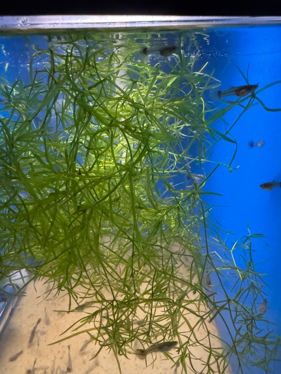 Guppy Grass freshwater fish for sale - Legacy Line Aquatics LLC
