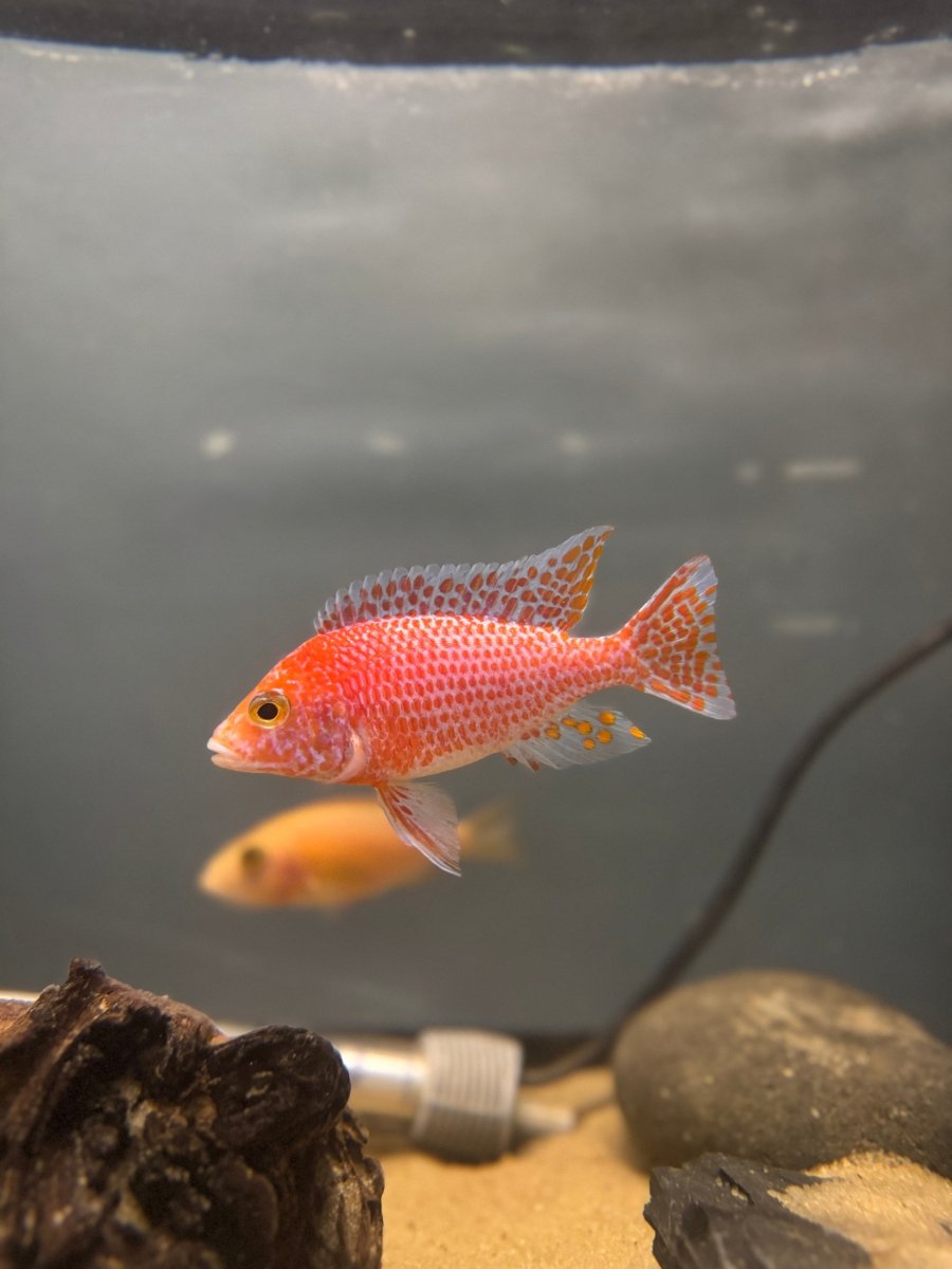 Dragonblood Peacock (Aulonocara sp. “Dragon Blood”) freshwater fish for sale - Legacy Line Aquatics LLC