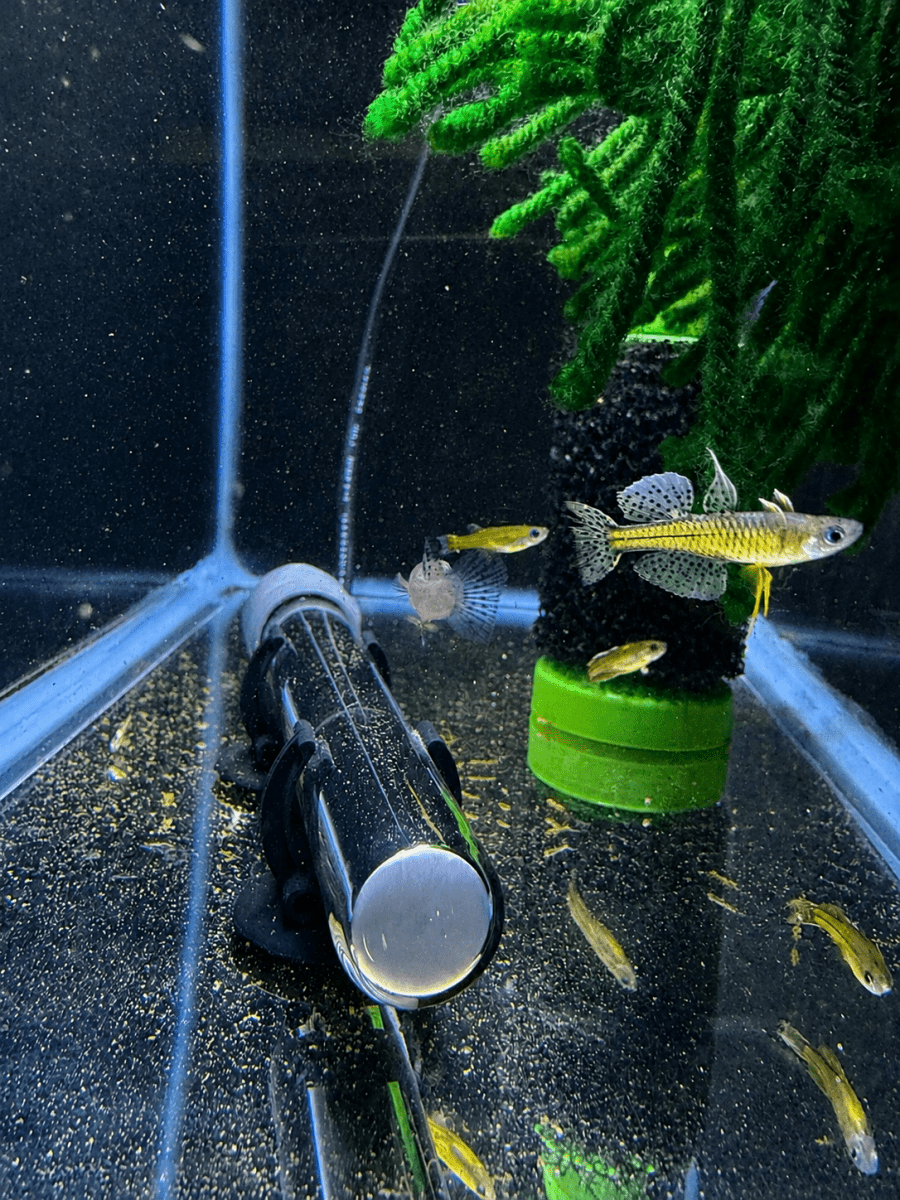 Blue Eye Gertrudae Rainbow (Pseudomugil gertrudae) freshwater fish for sale - Legacy Line Aquatics LLC