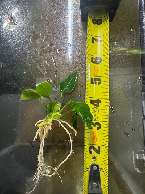 Anubias Barteri freshwater fish for sale - Legacy Line Aquatics LLC