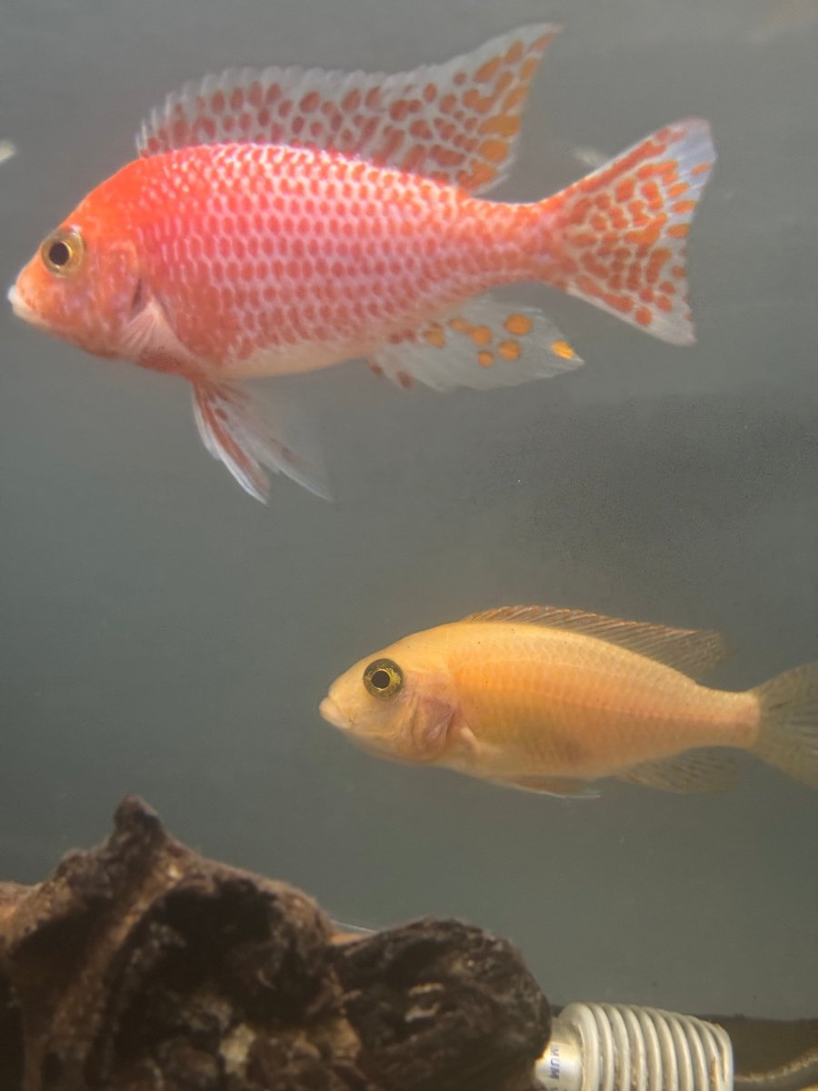 Dragonblood Peacock (Aulonocara sp. “Dragon Blood”) freshwater fish for sale - Legacy Line Aquatics LLC