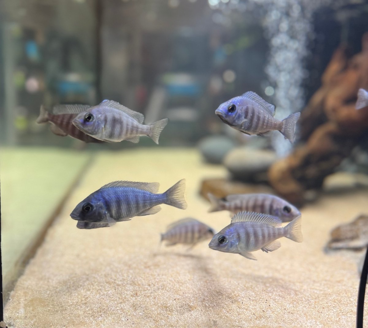 Star Sapphire (Placidochromis sp. “phenochilus Tanzania”) freshwater fish for sale - Legacy Line Aquatics LLC