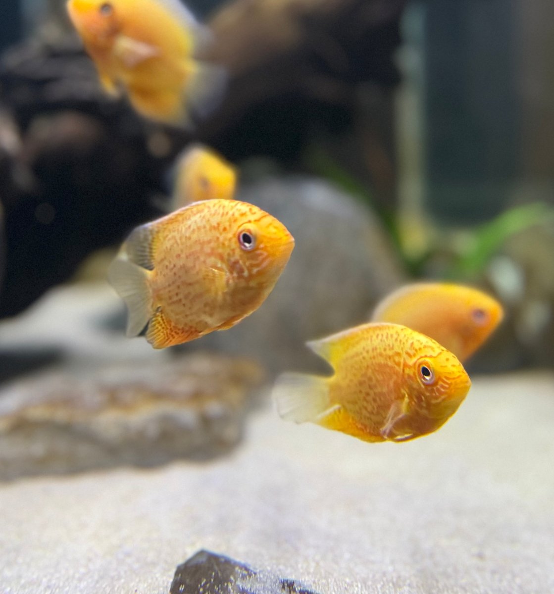 Red Spotted Severum freshwater fish for sale - Legacy Line Aquatics LLC