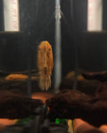 Bristlenose Pleco | Mixed-Color Line freshwater fish for sale - Legacy Line Aquatics LLC