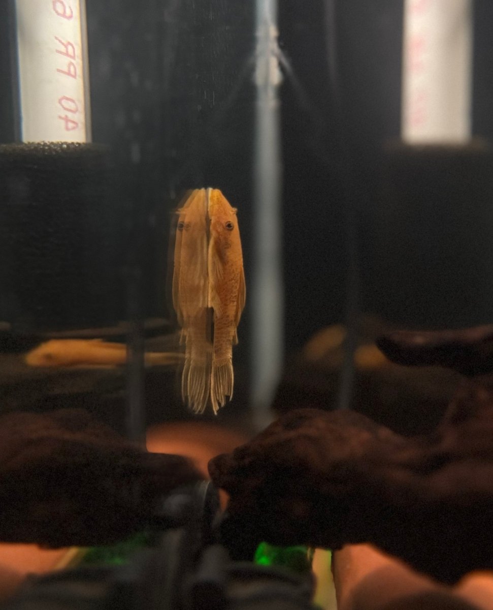 Bristlenose Pleco | Mixed-Color Line freshwater fish for sale - Legacy Line Aquatics LLC
