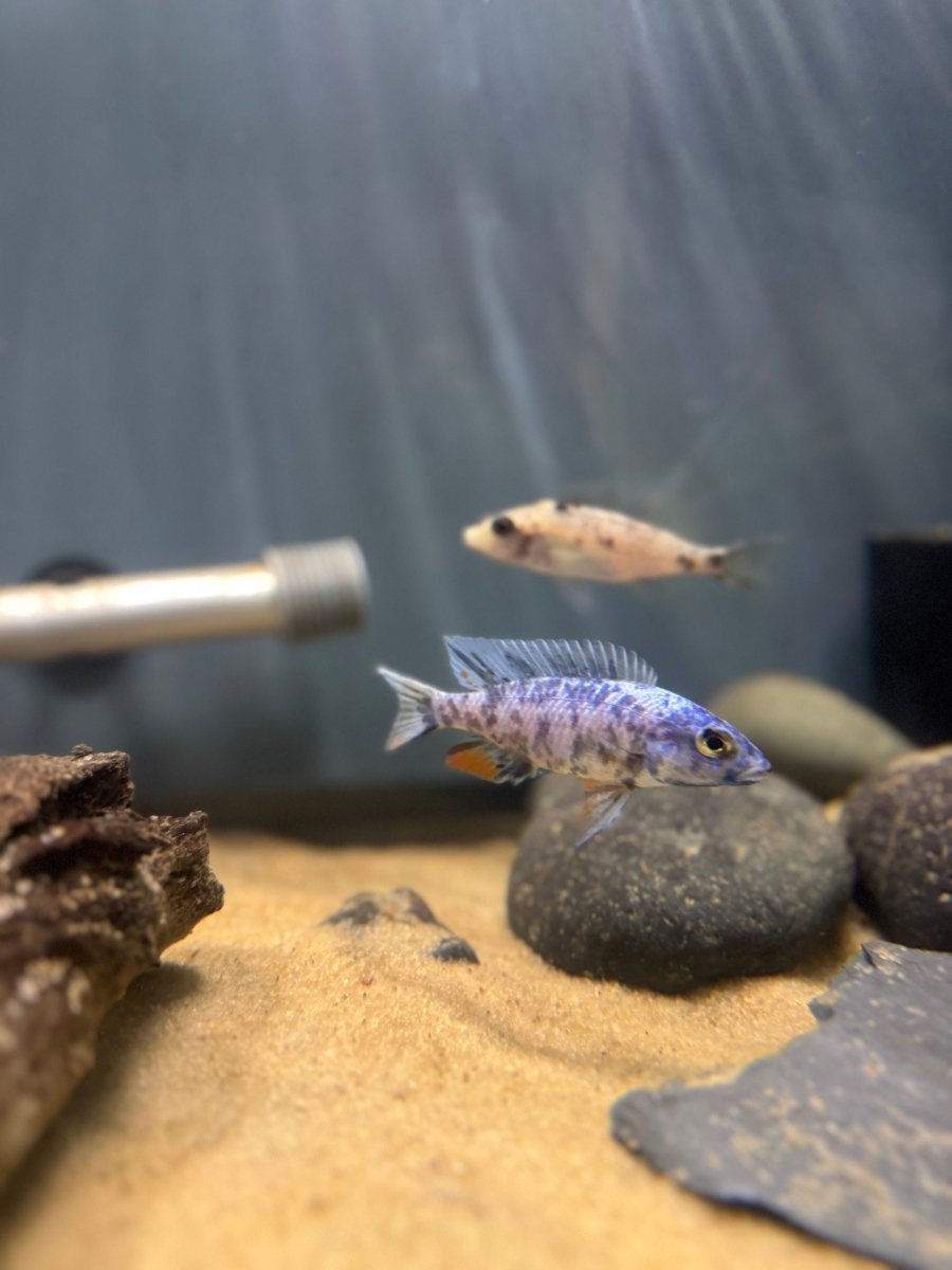 Blueberry OB Fryeri (Sciaenochromis fryeri) freshwater fish for sale - Legacy Line Aquatics LLC