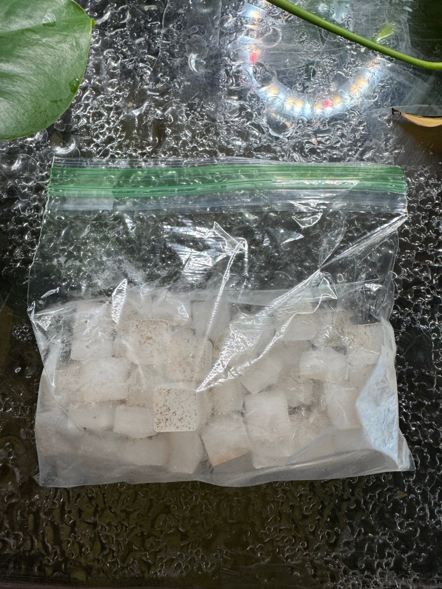 Frozen Baby Brine Shrimp Cubes freshwater fish for sale - Legacy Line Aquatics LLC