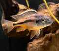 Senga Bay Red Empress (Protomelas taeniolatus) freshwater fish for sale - Legacy Line Aquatics LLC