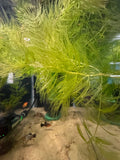Hornwort freshwater fish for sale - Legacy Line Aquatics LLC