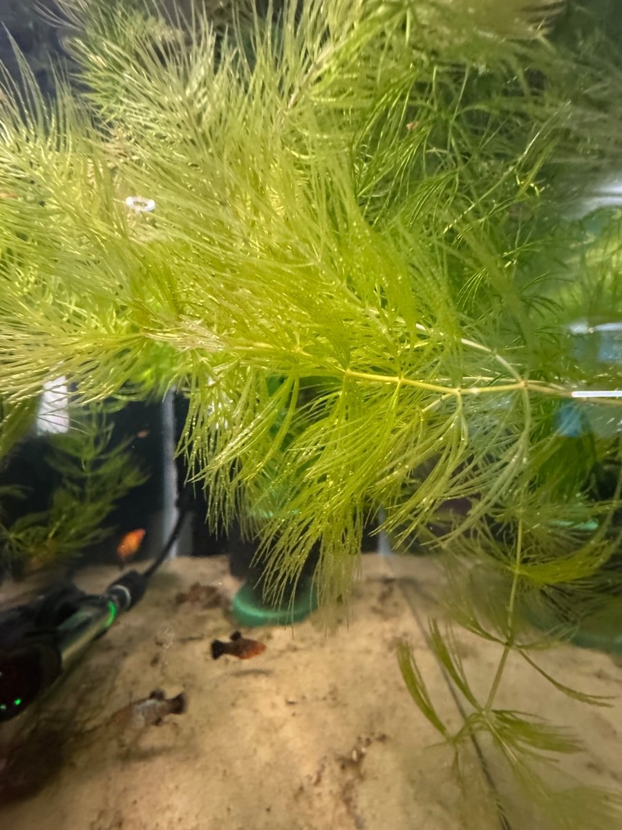Hornwort freshwater fish for sale - Legacy Line Aquatics LLC