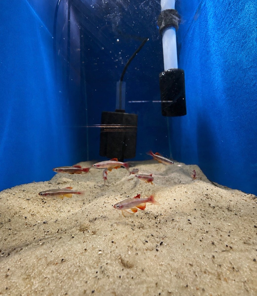 Longfin White Cloud Mountain Minnow (Tanichthys albonubes) freshwater fish for sale - Legacy Line Aquatics LLC