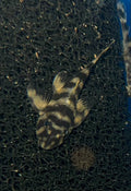 L052 Butterfly Pleco freshwater fish for sale - Legacy Line Aquatics LLC
